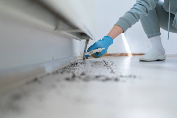Best Flea Control Services  in Spicer, MN